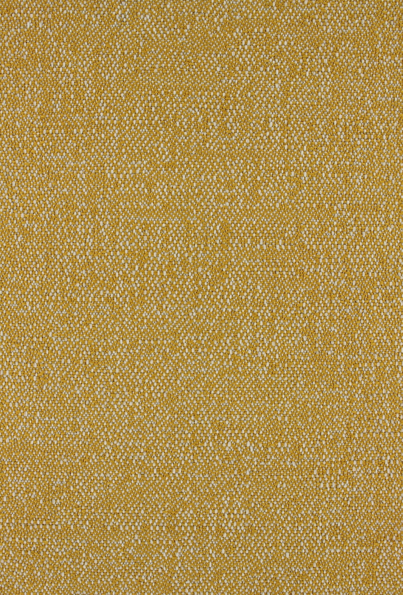 Denmoza72dpi340honey
